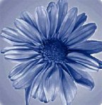 DI&Aacute;LOGO DE S&Iacute; O NO